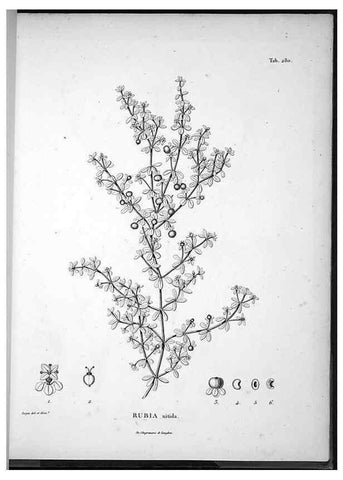 Reproducción/Reproduction 49555975913: Nova genera et species plantarum :. Antverpiae :Ex officina Christophori Plantini ...,1576.. 
