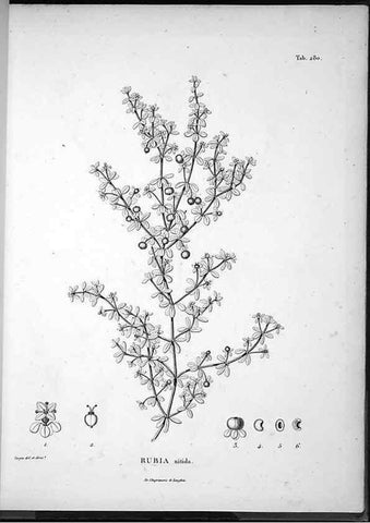 Reproducción/Reproduction 49555975913: Nova genera et species plantarum :. Antverpiae :Ex officina Christophori Plantini ...,1576.. 