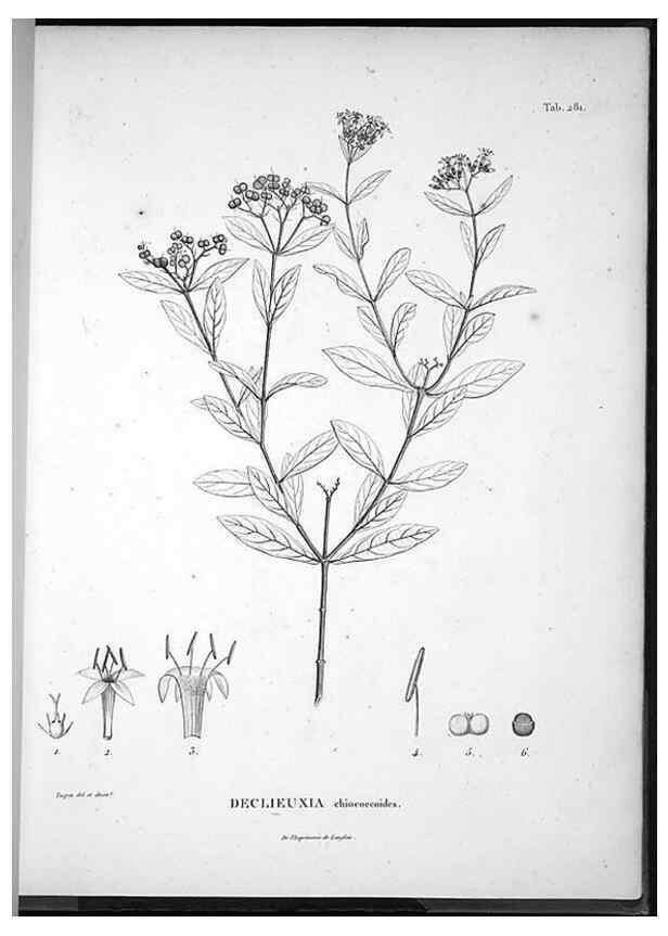 Reproducción/Reproduction 49555976138: Nova genera et species plantarum :. Antverpiae :Ex officina Christophori Plantini ...,1576.. 