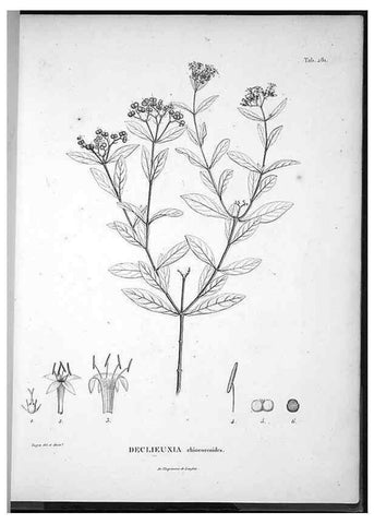 Reproducción/Reproduction 49555976138: Nova genera et species plantarum :. Antverpiae :Ex officina Christophori Plantini ...,1576.. 