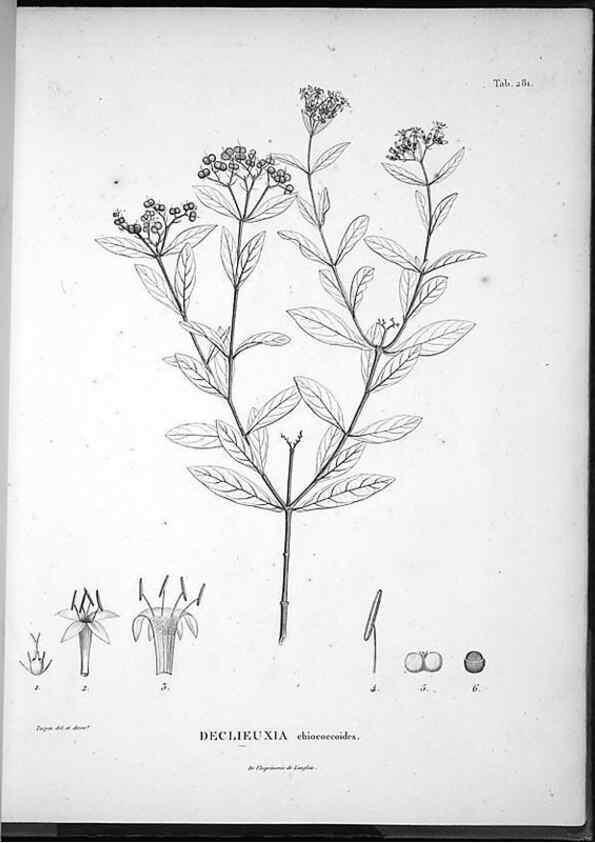 Reproducción/Reproduction 49555976138: Nova genera et species plantarum :. Antverpiae :Ex officina Christophori Plantini ...,1576.. 