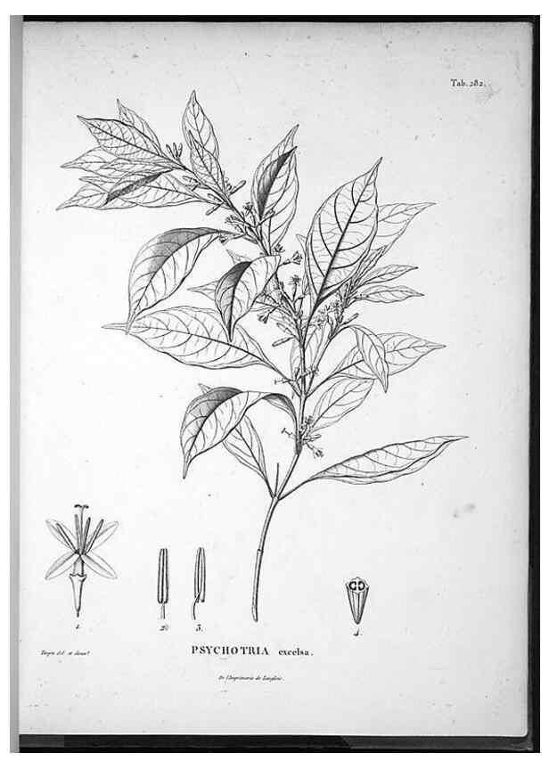 Reproducción/Reproduction 49556708012: Nova genera et species plantarum :. Antverpiae :Ex officina Christophori Plantini ...,1576.. 
