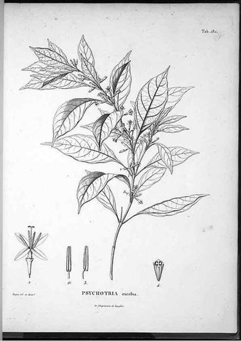 Reproducción/Reproduction 49556708012: Nova genera et species plantarum :. Antverpiae :Ex officina Christophori Plantini ...,1576.. 
