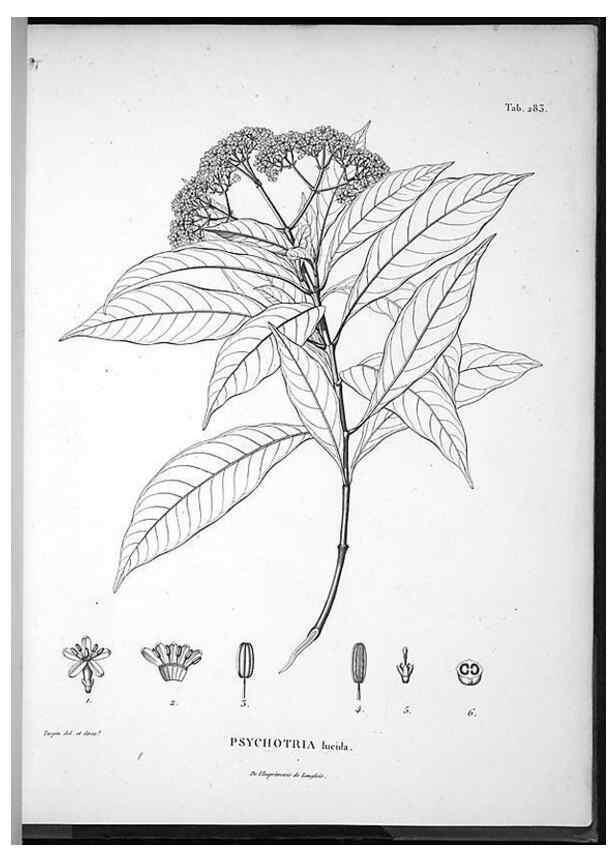 Reproducción/Reproduction 49556708232: Nova genera et species plantarum :. Antverpiae :Ex officina Christophori Plantini ...,1576.. 