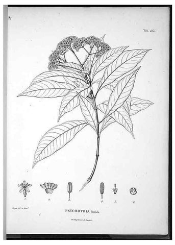 Reproducción/Reproduction 49556708232: Nova genera et species plantarum :. Antverpiae :Ex officina Christophori Plantini ...,1576.. 