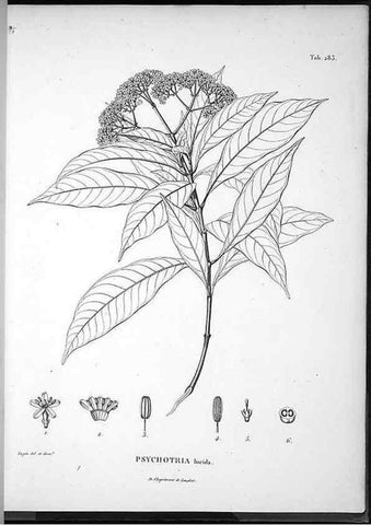 Reproducción/Reproduction 49556708232: Nova genera et species plantarum :. Antverpiae :Ex officina Christophori Plantini ...,1576.. 