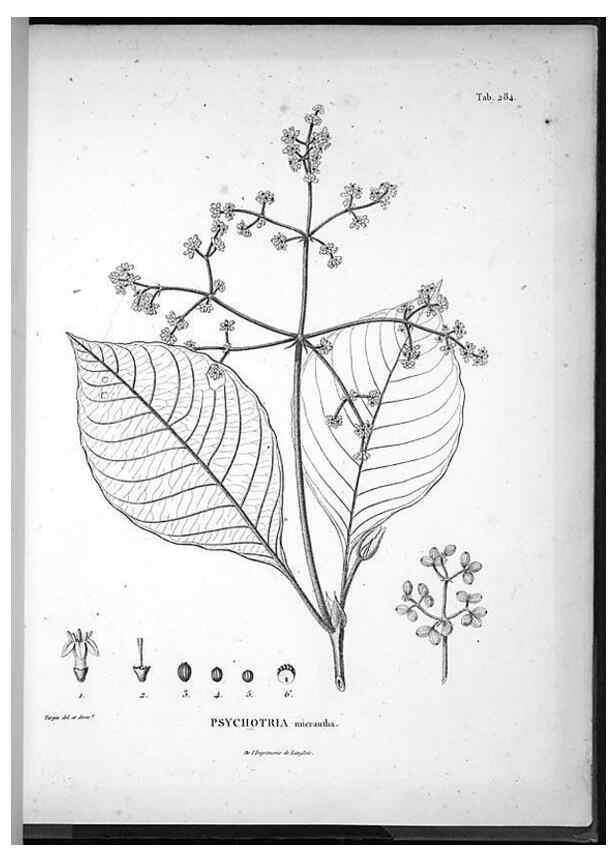 Reproducción/Reproduction 49555976638: Nova genera et species plantarum :. Antverpiae :Ex officina Christophori Plantini ...,1576.. 