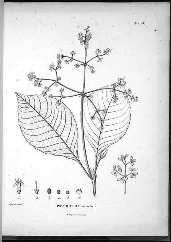 Reproducción/Reproduction 49555976638: Nova genera et species plantarum :. Antverpiae :Ex officina Christophori Plantini ...,1576.. 
