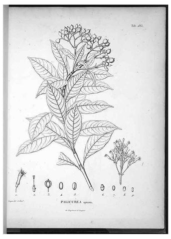 Reproducción/Reproduction 49556472096: Nova genera et species plantarum :. Antverpiae :Ex officina Christophori Plantini ...,1576.. 
