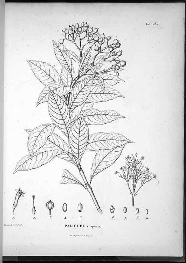 Reproducción/Reproduction 49556472096: Nova genera et species plantarum :. Antverpiae :Ex officina Christophori Plantini ...,1576.. 