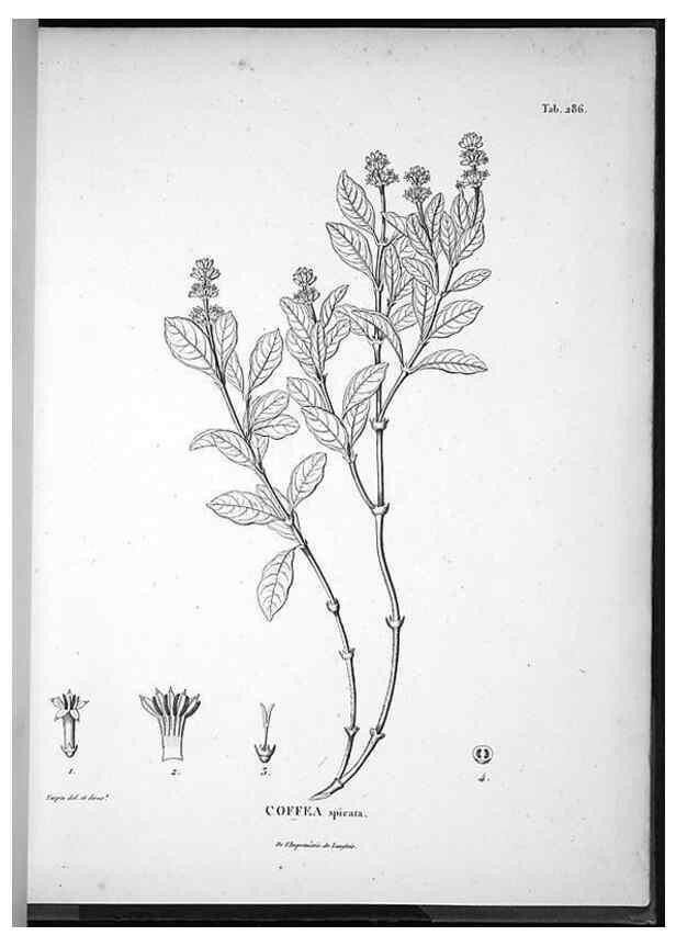 Reproducción/Reproduction 49556708767: Nova genera et species plantarum :. Antverpiae :Ex officina Christophori Plantini ...,1576.. 