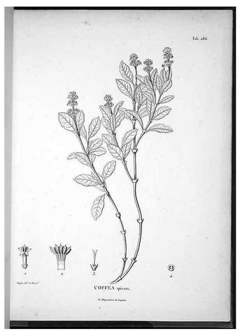 Reproducción/Reproduction 49556708767: Nova genera et species plantarum :. Antverpiae :Ex officina Christophori Plantini ...,1576.. 