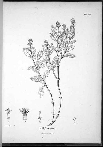 Reproducción/Reproduction 49556708767: Nova genera et species plantarum :. Antverpiae :Ex officina Christophori Plantini ...,1576.. 