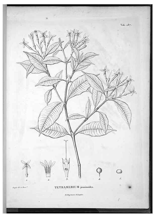 Reproducción/Reproduction 49555977173: Nova genera et species plantarum :. Antverpiae :Ex officina Christophori Plantini ...,1576.. 