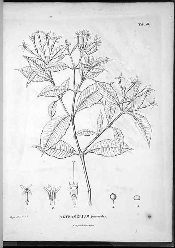 Reproducción/Reproduction 49555977173: Nova genera et species plantarum :. Antverpiae :Ex officina Christophori Plantini ...,1576.. 