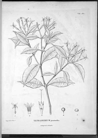 Reproducción/Reproduction 49555977173: Nova genera et species plantarum :. Antverpiae :Ex officina Christophori Plantini ...,1576.. 
