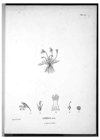 Reproducción/Reproduction 49556706257: Nova genera et species plantarum :. Antverpiae :Ex officina Christophori Plantini ...,1576.. 
