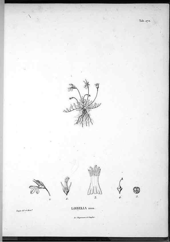 Reproducción/Reproduction 49556706257: Nova genera et species plantarum :. Antverpiae :Ex officina Christophori Plantini ...,1576.. 