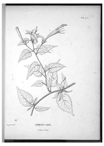 Reproducción/Reproduction 49555974233: Nova genera et species plantarum :. Antverpiae :Ex officina Christophori Plantini ...,1576.. 