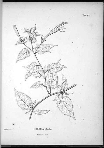 Reproducción/Reproduction 49555974233: Nova genera et species plantarum :. Antverpiae :Ex officina Christophori Plantini ...,1576.. 