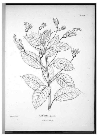 Reproducción/Reproduction 49556469196: Nova genera et species plantarum :. Antverpiae :Ex officina Christophori Plantini ...,1576.. 
