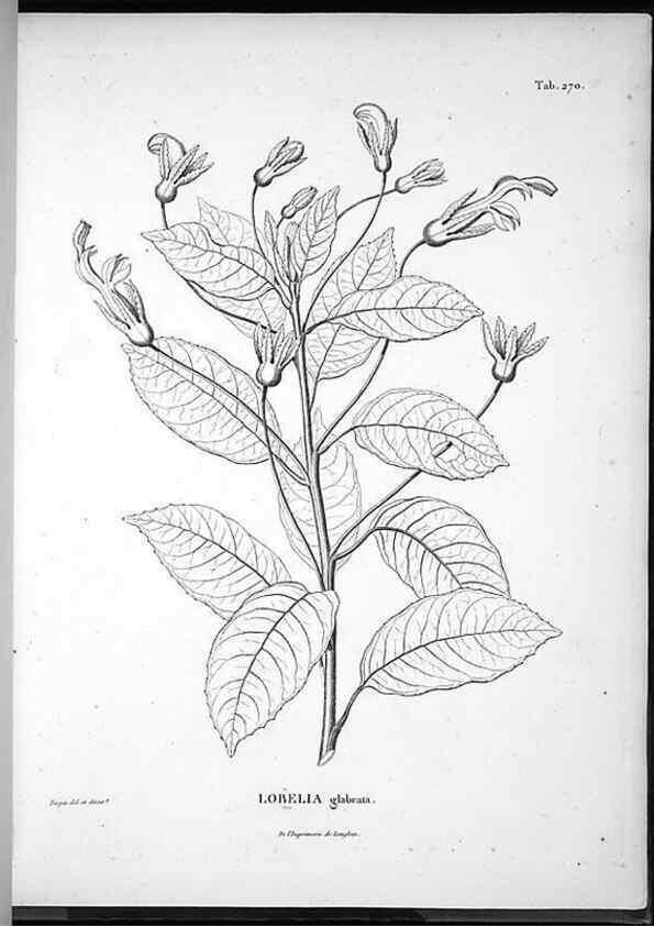 Reproducción/Reproduction 49556469196: Nova genera et species plantarum :. Antverpiae :Ex officina Christophori Plantini ...,1576.. 
