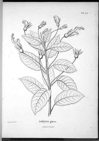 Reproducción/Reproduction 49556469196: Nova genera et species plantarum :. Antverpiae :Ex officina Christophori Plantini ...,1576.. 