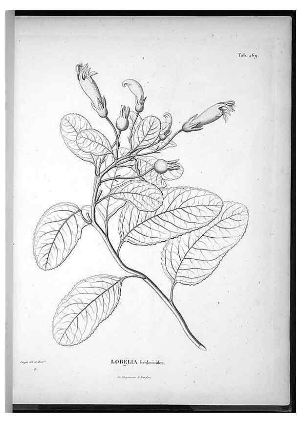 Reproducción/Reproduction 49556468896: Nova genera et species plantarum :. Antverpiae :Ex officina Christophori Plantini ...,1576.. 