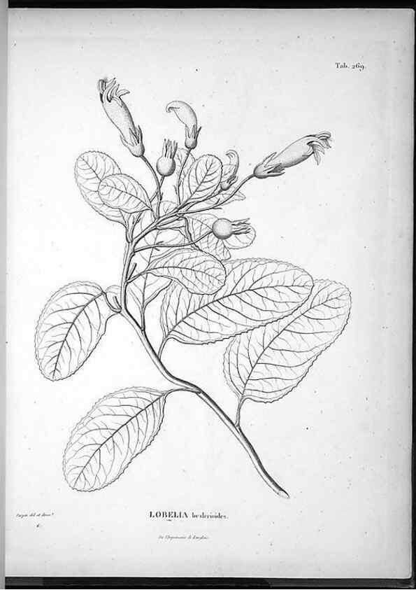 Reproducción/Reproduction 49556468896: Nova genera et species plantarum :. Antverpiae :Ex officina Christophori Plantini ...,1576.. 