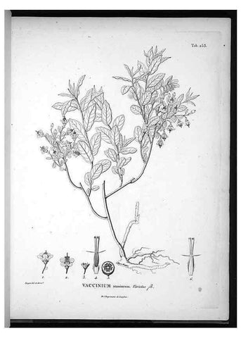 Reproducción/Reproduction 49556465951: Nova genera et species plantarum :. Antverpiae :Ex officina Christophori Plantini ...,1576.. 