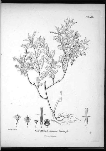 Reproducción/Reproduction 49556465951: Nova genera et species plantarum :. Antverpiae :Ex officina Christophori Plantini ...,1576.. 
