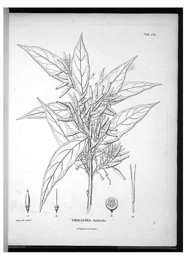 Reproducción/Reproduction 49555971308: Nova genera et species plantarum :. Antverpiae :Ex officina Christophori Plantini ...,1576.. 