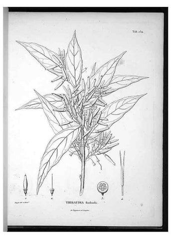 Reproducción/Reproduction 49555971308: Nova genera et species plantarum :. Antverpiae :Ex officina Christophori Plantini ...,1576.. 