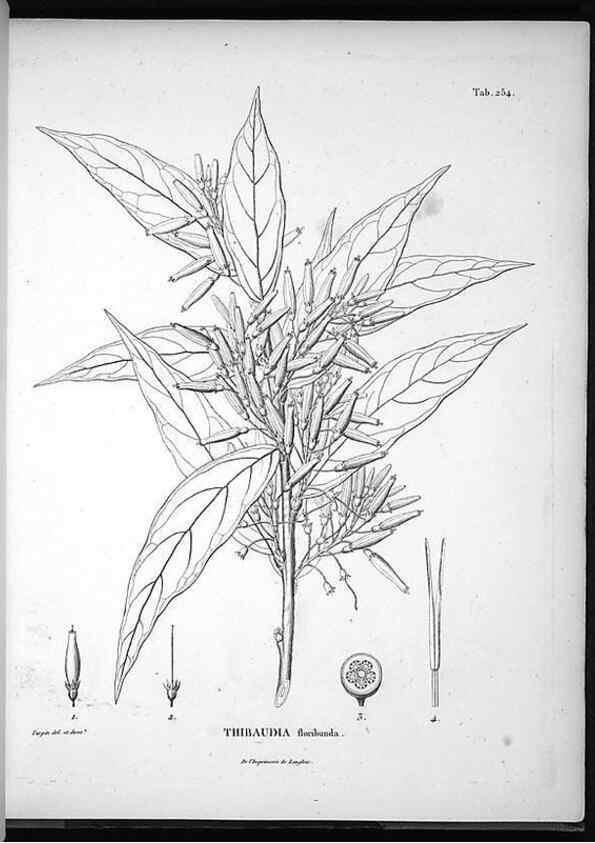 Reproducción/Reproduction 49555971308: Nova genera et species plantarum :. Antverpiae :Ex officina Christophori Plantini ...,1576.. 
