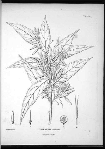 Reproducción/Reproduction 49555971308: Nova genera et species plantarum :. Antverpiae :Ex officina Christophori Plantini ...,1576.. 