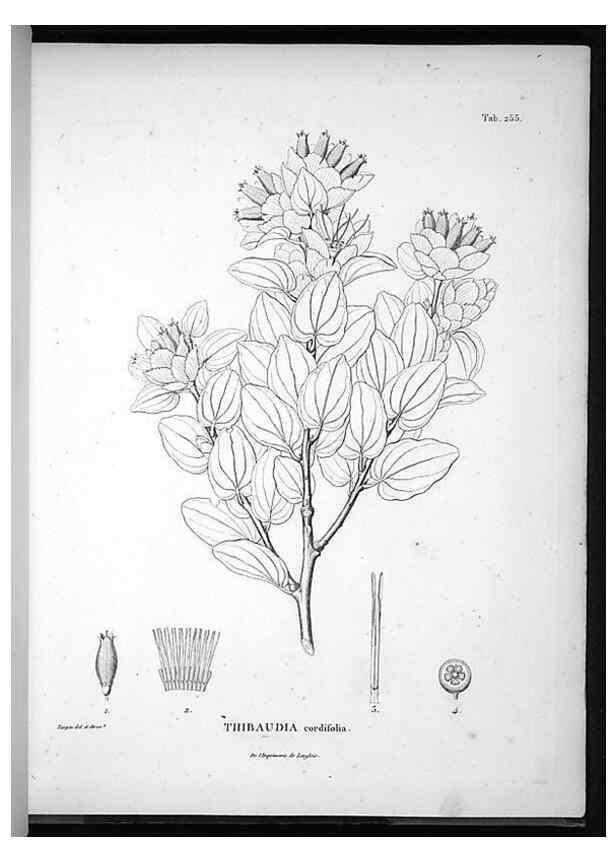 Reproducción/Reproduction 49556466261: Nova genera et species plantarum :. Antverpiae :Ex officina Christophori Plantini ...,1576.. 