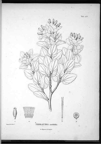 Reproducción/Reproduction 49556466261: Nova genera et species plantarum :. Antverpiae :Ex officina Christophori Plantini ...,1576.. 