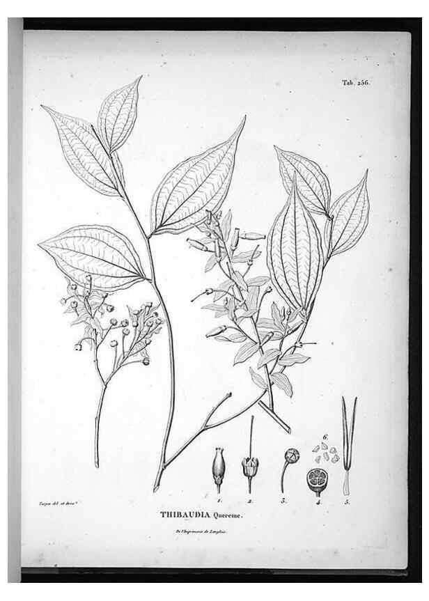 Reproducción/Reproduction 49555971638: Nova genera et species plantarum :. Antverpiae :Ex officina Christophori Plantini ...,1576.. 
