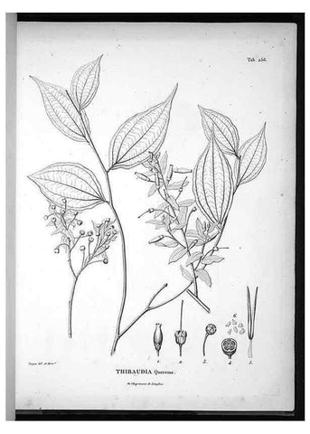 Reproducción/Reproduction 49555971638: Nova genera et species plantarum :. Antverpiae :Ex officina Christophori Plantini ...,1576.. 