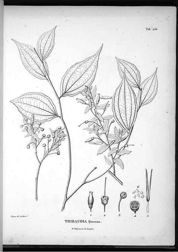 Reproducción/Reproduction 49555971638: Nova genera et species plantarum :. Antverpiae :Ex officina Christophori Plantini ...,1576.. 
