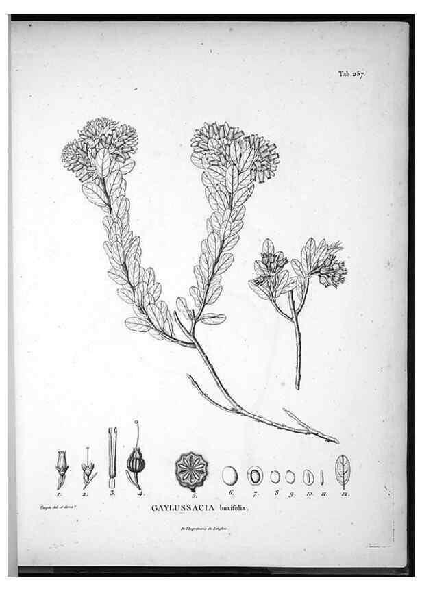 Reproducción/Reproduction 49556703387: Nova genera et species plantarum :. Antverpiae :Ex officina Christophori Plantini ...,1576.. 