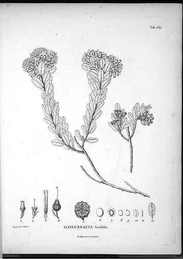Reproducción/Reproduction 49556703387: Nova genera et species plantarum :. Antverpiae :Ex officina Christophori Plantini ...,1576.. 