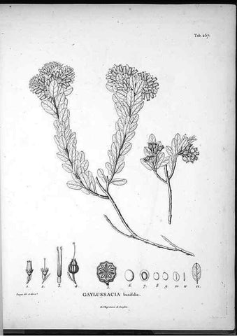 Reproducción/Reproduction 49556703387: Nova genera et species plantarum :. Antverpiae :Ex officina Christophori Plantini ...,1576.. 