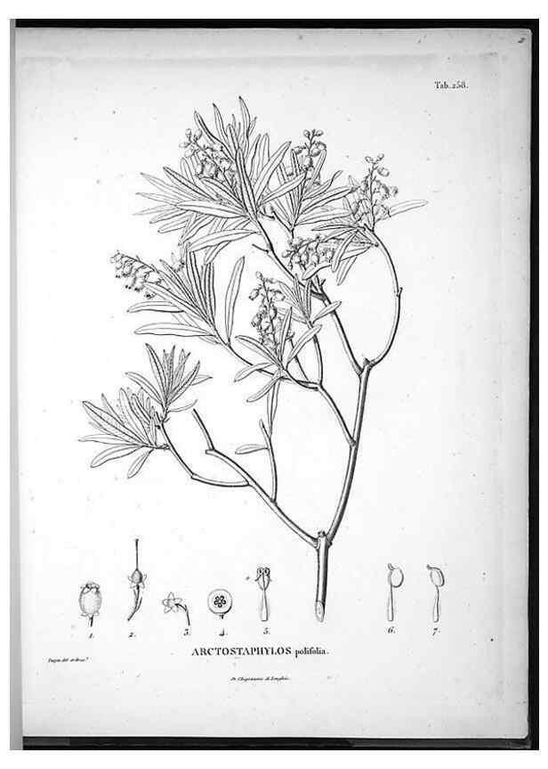 Reproducción/Reproduction 49556466771: Nova genera et species plantarum :. Antverpiae :Ex officina Christophori Plantini ...,1576.. 
