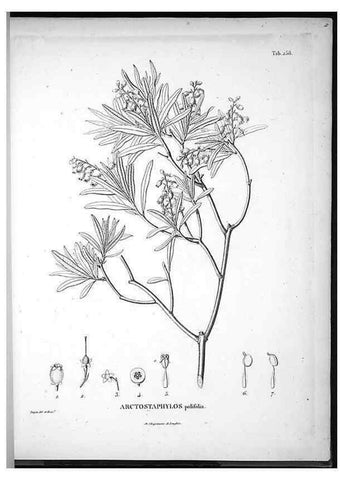 Reproducción/Reproduction 49556466771: Nova genera et species plantarum :. Antverpiae :Ex officina Christophori Plantini ...,1576.. 