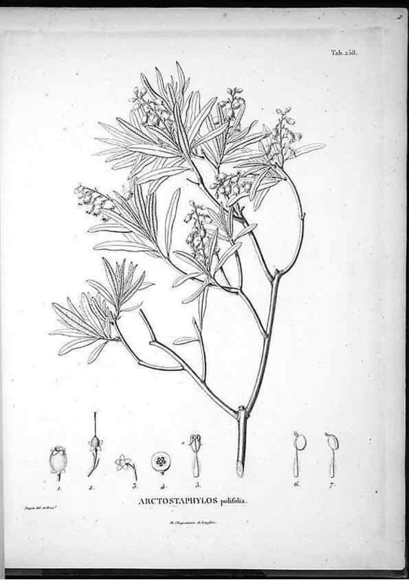 Reproducción/Reproduction 49556466771: Nova genera et species plantarum :. Antverpiae :Ex officina Christophori Plantini ...,1576.. 