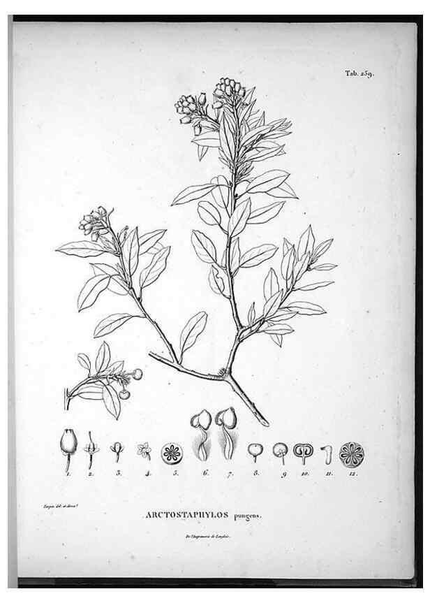 Reproducción/Reproduction 49555972128: Nova genera et species plantarum :. Antverpiae :Ex officina Christophori Plantini ...,1576.. 