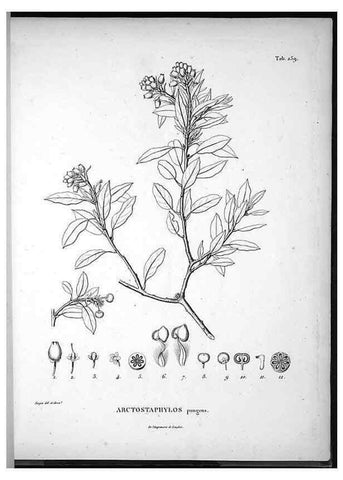 Reproducción/Reproduction 49555972128: Nova genera et species plantarum :. Antverpiae :Ex officina Christophori Plantini ...,1576.. 