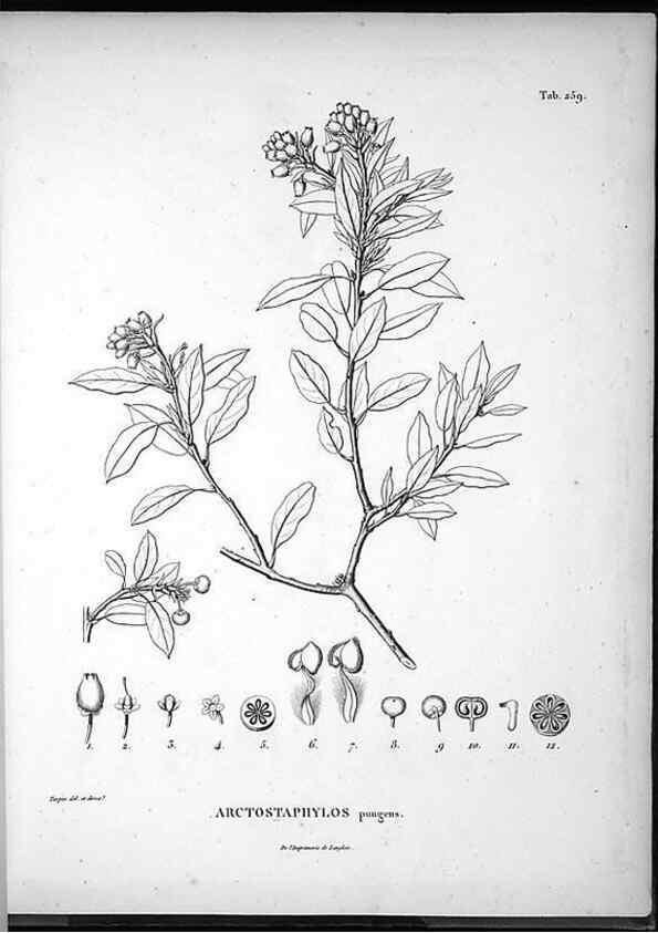 Reproducción/Reproduction 49555972128: Nova genera et species plantarum :. Antverpiae :Ex officina Christophori Plantini ...,1576.. 