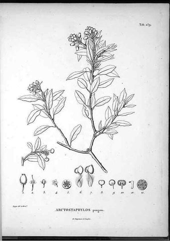 Reproducción/Reproduction 49555972128: Nova genera et species plantarum :. Antverpiae :Ex officina Christophori Plantini ...,1576.. 